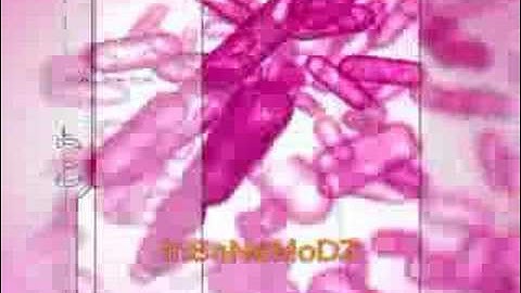 InSaNeMoDz intro halo 2 mod