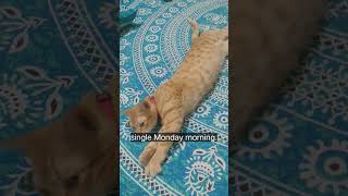 5 More Minutes🥱!!!#cute#funny#shorts#youtubeshorts#catlovrs#lovelycat#mypets#mykitten#shorts#pet