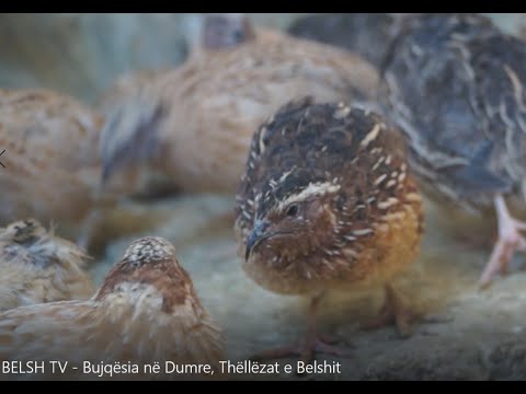 Video: Kur Thëllëzat Fillojnë Të Fluturojnë