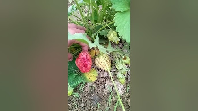 VKontakte-da uy qurilishi jinsiy porno