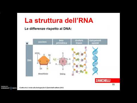 Video: Durante La Germinazione Di Arabidopsis Thaliana Si Verificano Estesi Rimodellamenti Trascrittomici Ed Epigenomici