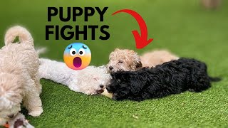 30 MINUTES OF PUPPY TUSSLE & ZOOMIES | Watch until the end! by X-Designer Breeds 91 views 1 year ago 32 minutes