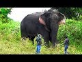 Wounded Wild Elephant