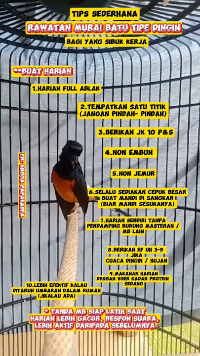 Rawatan Murai Batu Tipe Dingin Untuk Yang Sibuk Kerja  #burungkicau #kicaumanianusantara #MuraiBatu
