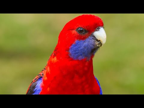Vídeo: Quais São Os Tipos De Aves Decorativas Mais Despretensiosas