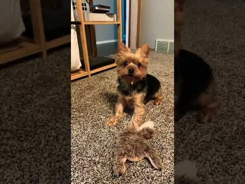 Video: Kuidas koera õlavarrele teha