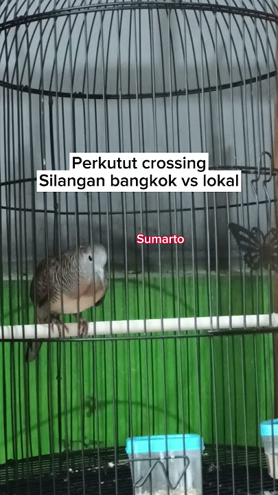 Perkutut crossing suara bangkok