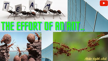 THE EFFORT OF AN ANT..