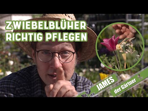 Video: Können Tulpen nach der Blüte verschoben werden?
