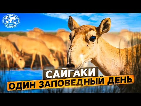 Сайгаки. Один заповедный день | @rgo_films​