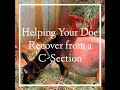 Helping Your Doe Recover from a C Section