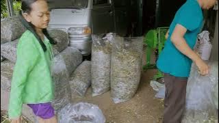 INILAH HASIL PENGGILINGAN RUMPUT ODOT DICAMPUR DENGAN DAUN SINGKONG