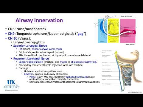 Keyword Review 2019 | Respiratory Anatomy, Physiology & Thoracic (part 1 of 5) - (Dr. Schell)