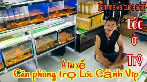 Độc lạ Anh tài xế với góc nuôi Cá Lóc Cảnh nhà trọ siêu đẹp - Thái Salem vê lốc