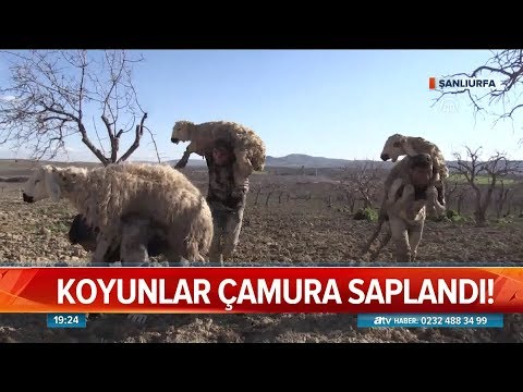 Video: Vasyugan Bataklığı Nerede Bulunur Ve Ne Bilinir