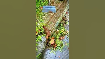 the process of cleaning the floor from weeds using a unique shovel #shorts