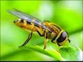 Los Insectos Y Su Impacto en el Medio Ambiente - TvAgro por Juan Gonzalo Angel