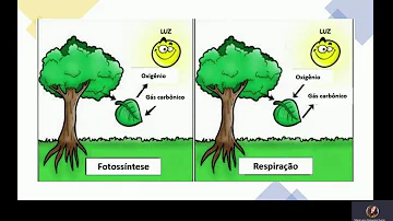 O que acontece com a planta durante a noite?