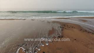 Olive Ridley Turtles by the tens of thousands hatch and head out to sea, entirely going by instinct