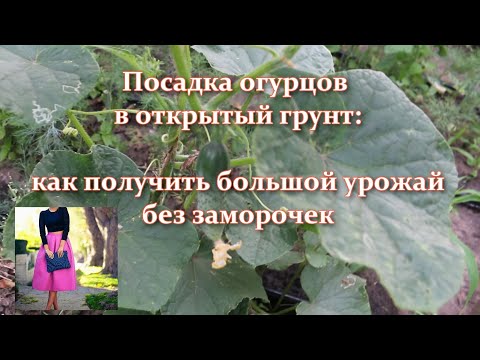 Video: Uhorky Marinda: vlastnosti pestovania a starostlivosti