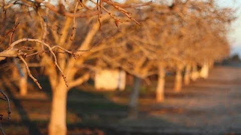 Pistachio Canopy Management with Bob Beede
