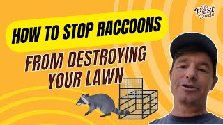 How to get rid of raccoons humanely  Pest Dude tells you how!