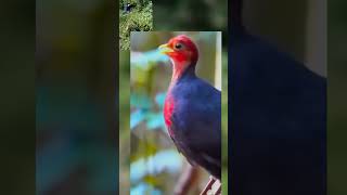 birds shorts youtubeshorts  wildlife short lovebird birds