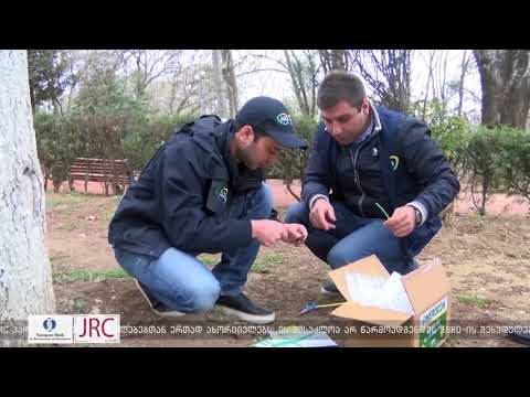 რეგიონების პარალელურად,  აზიური ფაროსანას მონიტორინგის სისტემების დამონტაჟება თბილისშიც მიმდინარეობს