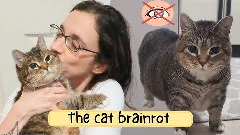 The OIIAOIIA cat story (spinning cat)