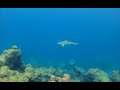 The blacktip reef shark carcharhinus melanopterus