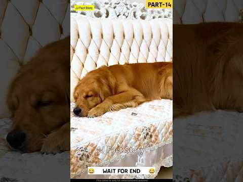 बोबो Part-14 Story Of Noodels eating Dog Bobo Comedy 😂 | The dogs are cute and funny #dog #shorts