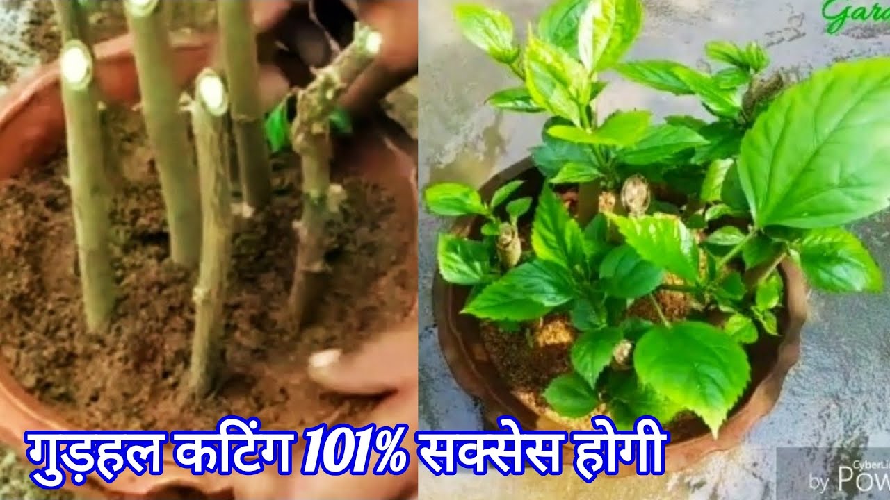 गुड़हल कटिंग 101% कामयाब With Root Update. Gudhal Ki Cutting Kaise ...