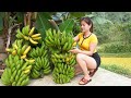 Harvesting banana goes to market sell take care of and plant more sugarcane  my bushcraft  nht