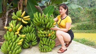 Harvesting Banana Goes To Market Sell, Take care of and plant more sugarcane - My Bushcraft / Nhất