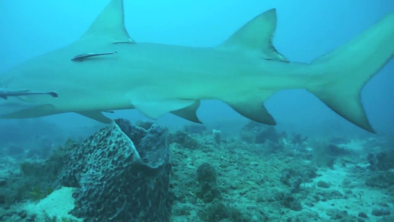 camera iphone 8 plus apk Tiger & Lemon Shark Dives ~ Florida Scuba Divers