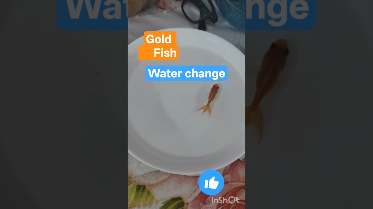 A Small Gold 🐠 and Small Fish Tank