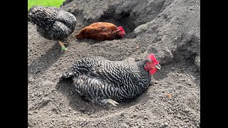 Chicken Dust Bathing