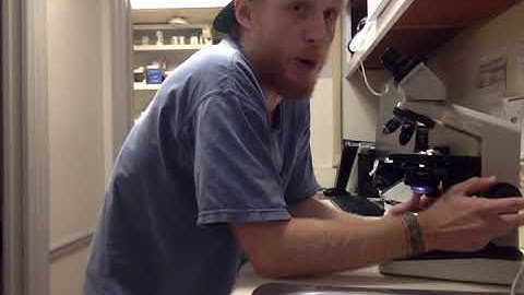 Performing and examing a blood film, performing a WBC differential, platelet estimation and RBC morp