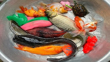 Kem Chanel lái công nông bắt cá trong chum có cá chép, cá trê, cá vàng, axollot, cá ba đuôi