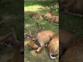 Wisconsin Dells Deer Farm