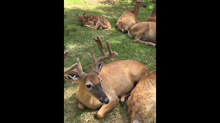 Wisconsin Dells Deer Farm