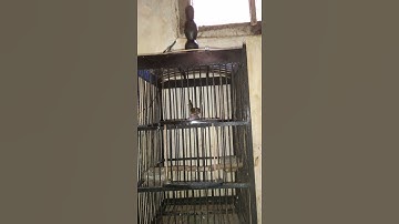 prenjak lumut jantan gacor