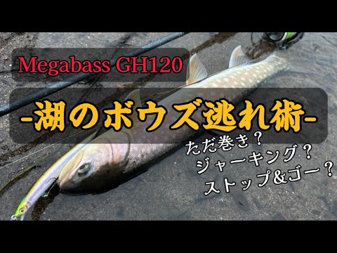 塘路湖アメマス2024】湖で釣果を出せるミノーの使い方伝授します