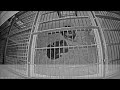チンパンジー「ミカン」の出産:多摩動物公園(ズーネット記事:2022年07月04日投稿)