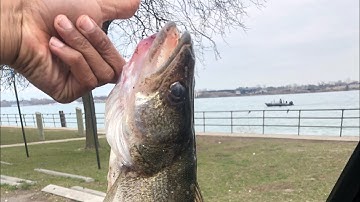 Detroit river walleye jigging from shore
