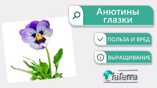 Фиалка трехцветная приметы. Можно ли держать дома анютины глазки?