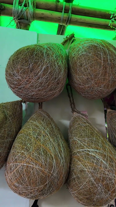 বাবুই পাখির বাসায় 🪹 #babui #pakhi #basa #babuipakhirbasay #nest #bikkomela #bikkhomela #mela #bd