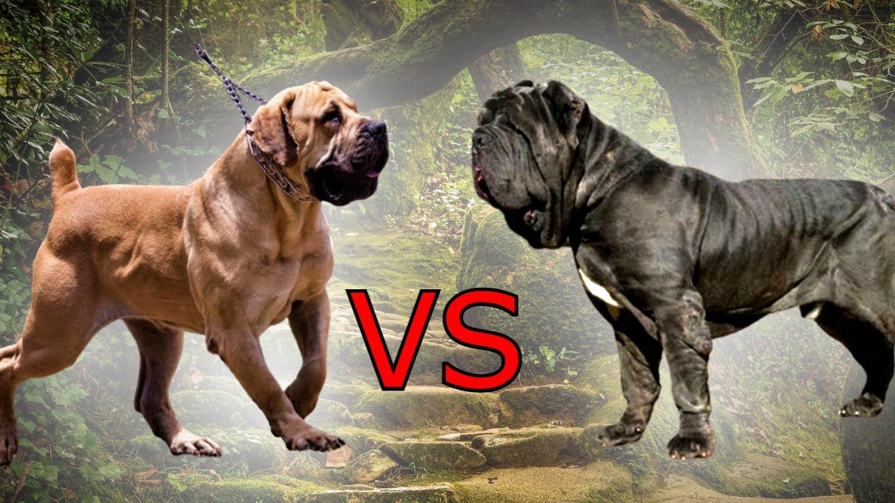 Qual o melhor cão de guarda??] Mastim Napolitano VS Boerboel 