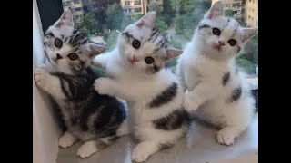 😺 Funny kittens for a good mood! 😸 The best jokes with cats and kittens! 💖