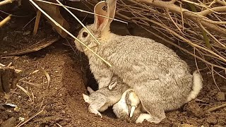 Criando CONEJOS En La Naturaleza // ¿Podemos Criar Conejos En La Naturaleza⁉ Parte 2 // 2022